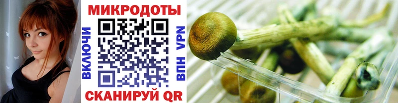 Псилоцибиновые грибы Psilocybe  Суздаль 